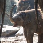 Die Sanddusche Berliner Zoo März 2013