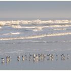 Die Sanderlinge machen heute einen Strandausflug (...okay, machen sie wahrscheinlich jeden Tag :-)