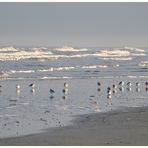 Die Sanderlinge relaxen am Strand