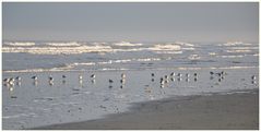 Die Sanderlinge relaxen am Strand