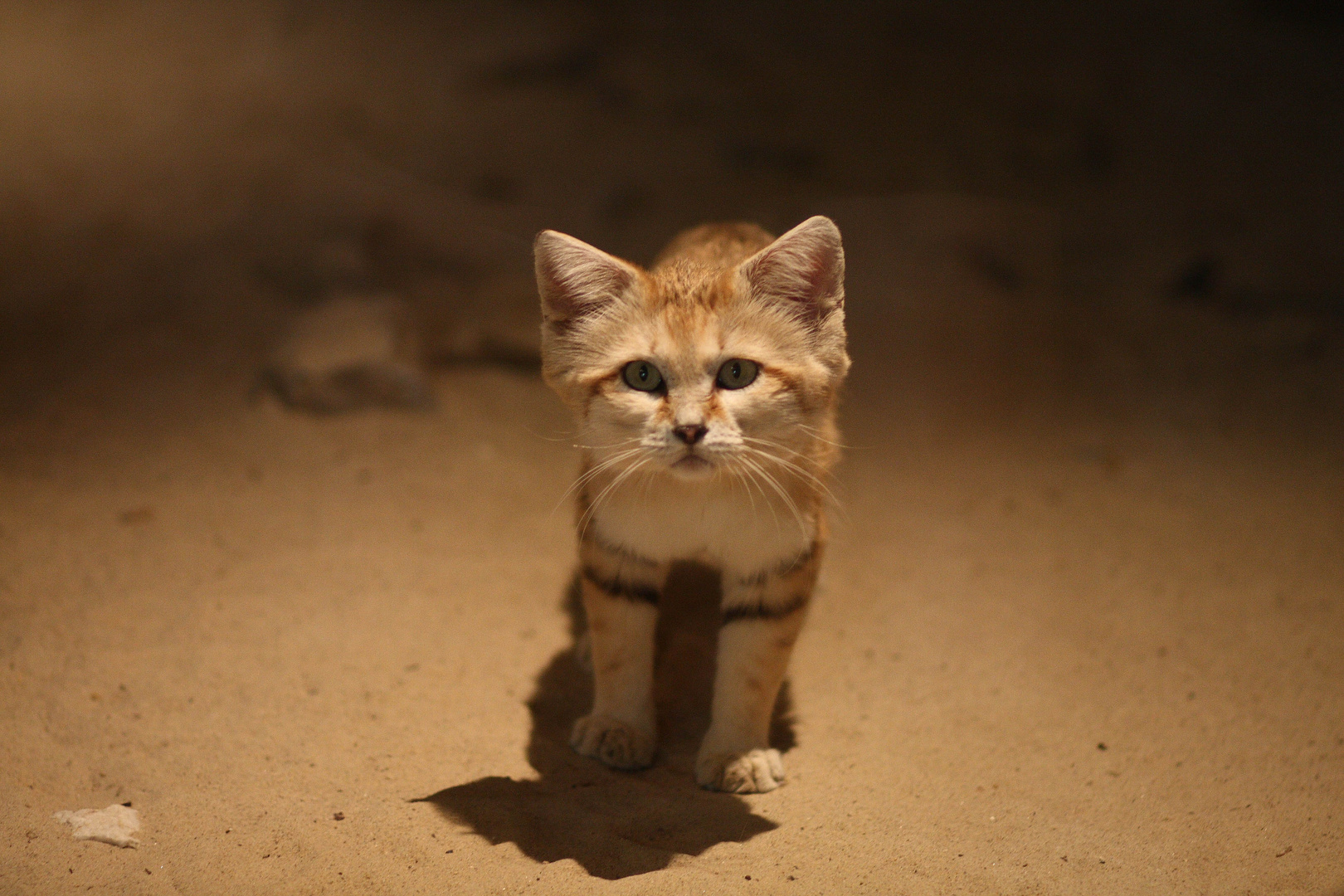 die Sandkatze