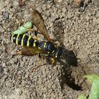 Die Sandknotenwespe verfüttert Rüsselkäfer