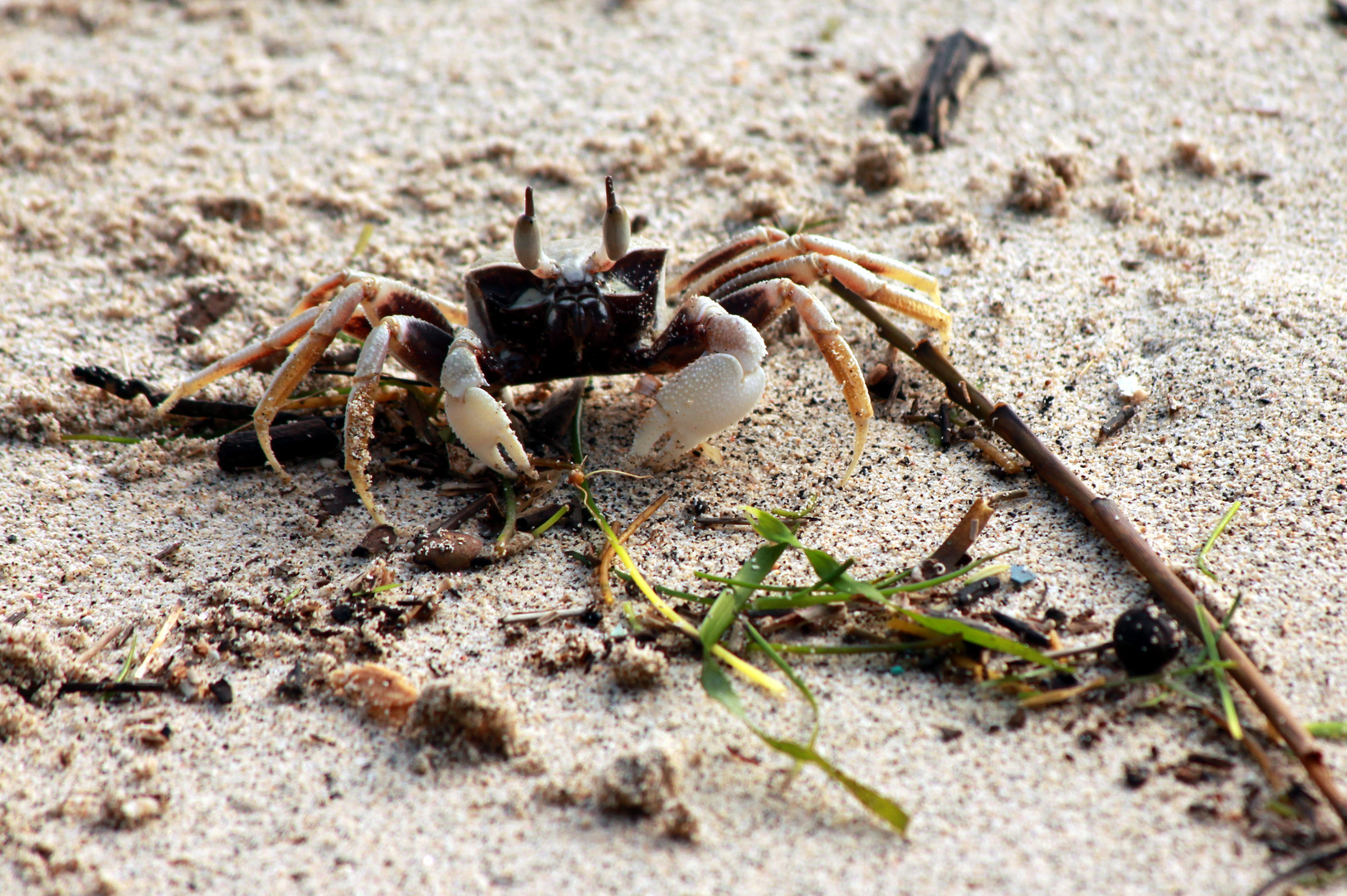 Die Sandkugelkrabbe (3)