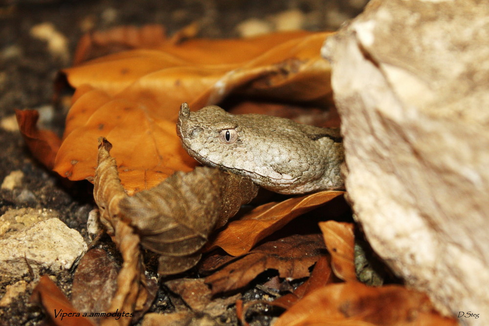 Die Sandotter ( Vipera a.ammodytes ) Terrarium Aufnahme