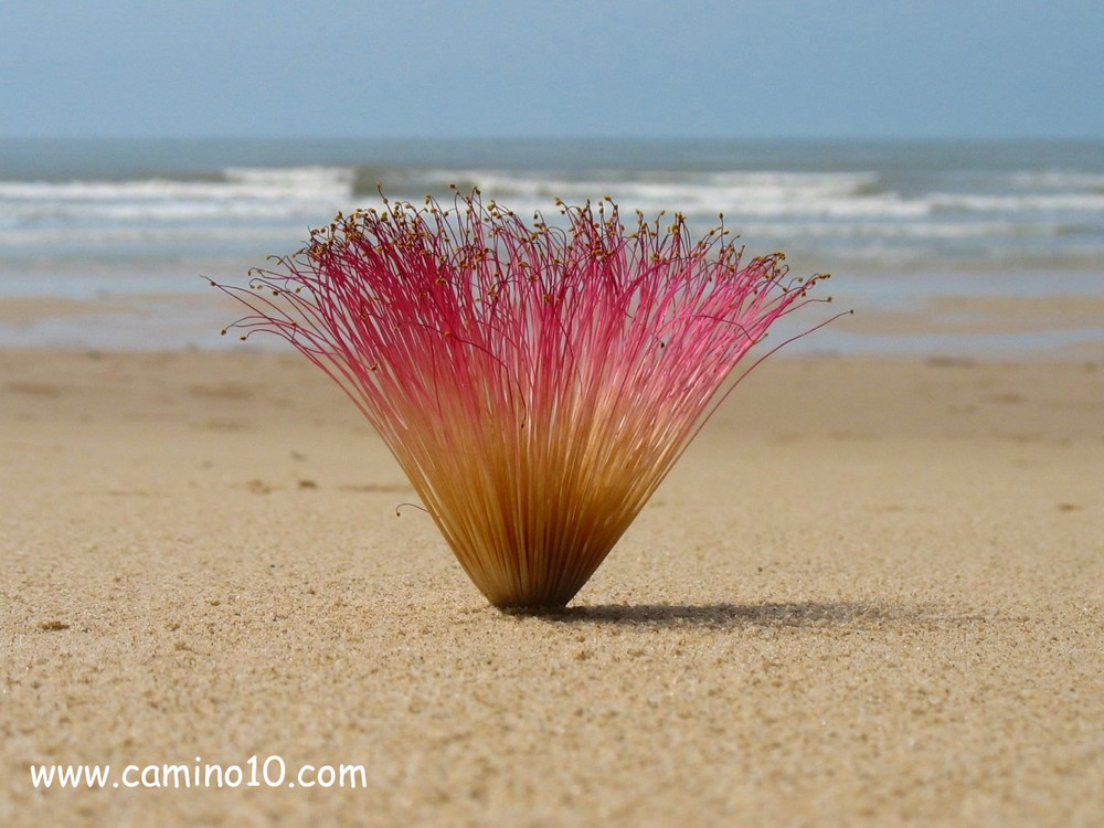 Die Sandstrandblume