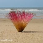 Die Sandstrandblume