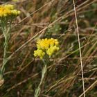 Die Sandstrohblumen (Helichrysum arenarium)