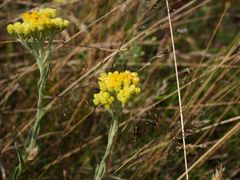 Die Sandstrohblumen (Helichrysum arenarium)