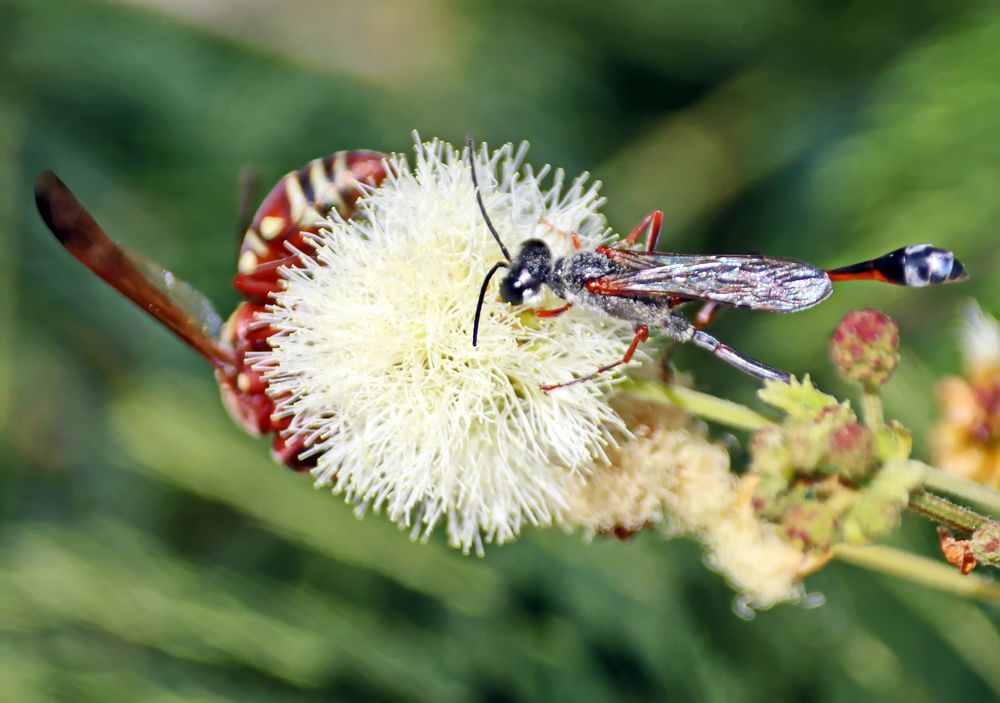 die Sandwespe Foto & Bild natur, afrika, insekten Bilder auf