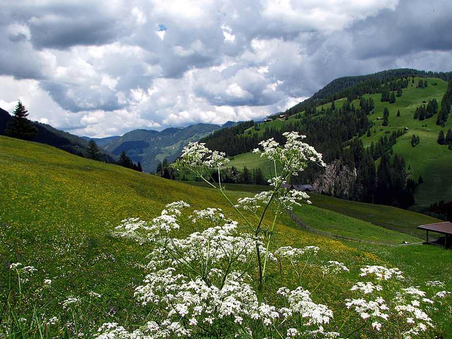 Die sanfte florale Seite der Dolomiten