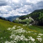 Die sanfte florale Seite der Dolomiten