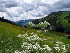 Die sanfte florale Seite der Dolomiten