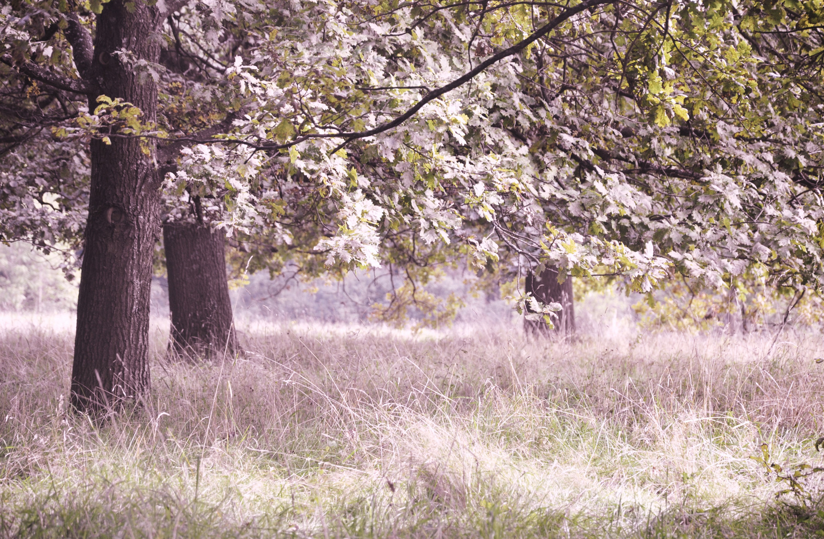 Die Sanftheit der Natur (bewusst so getont)