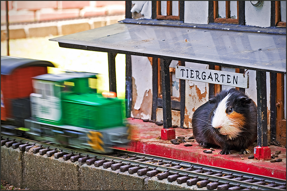 *die Sau am Bahnsteig*