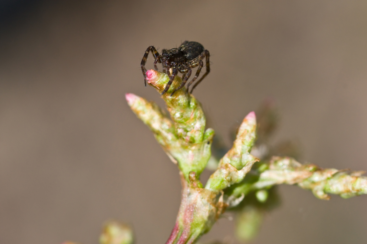 Die Sauerampferspinne