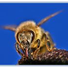Die saugende Biene