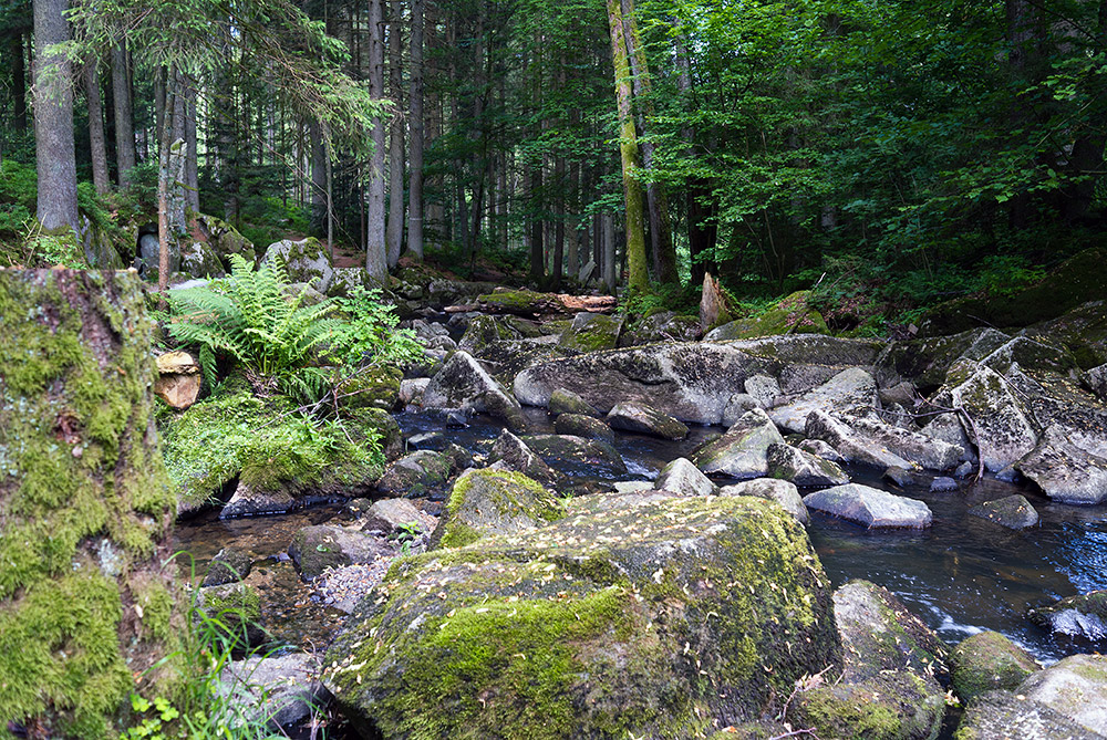 Die Saußbachklamm 3