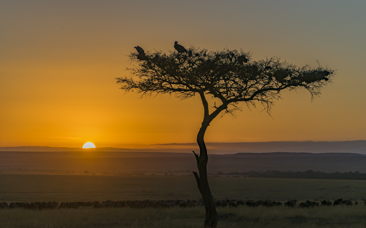 Die Savannenwächter