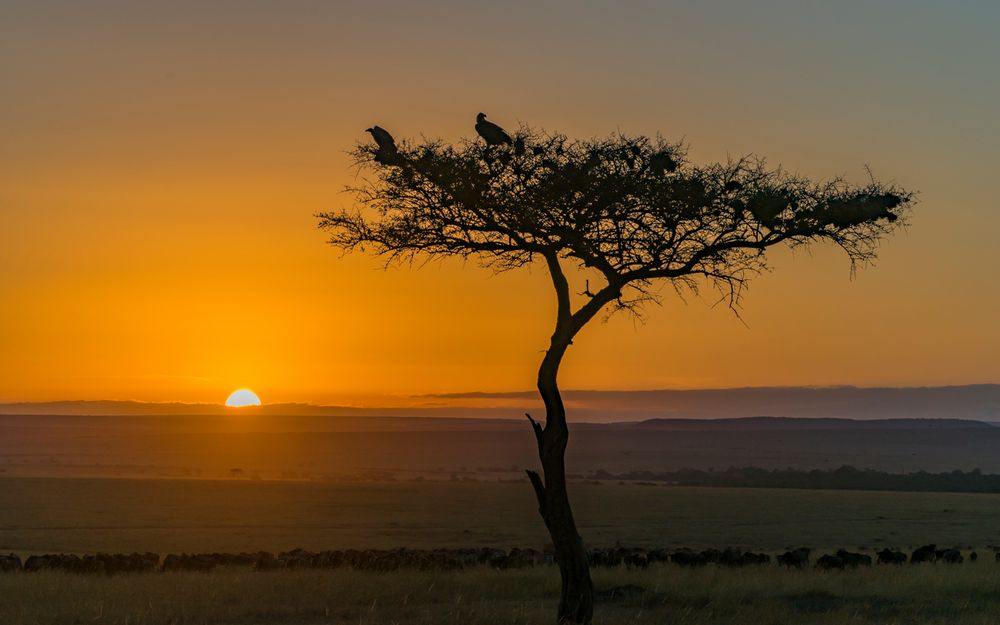 Die Savannenwächter