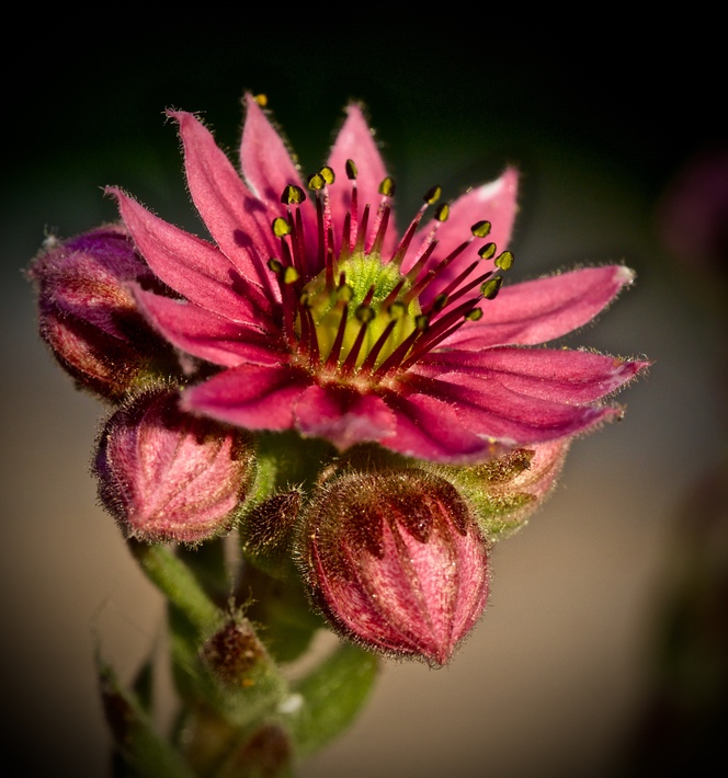 Die Saxifraga im Portrait