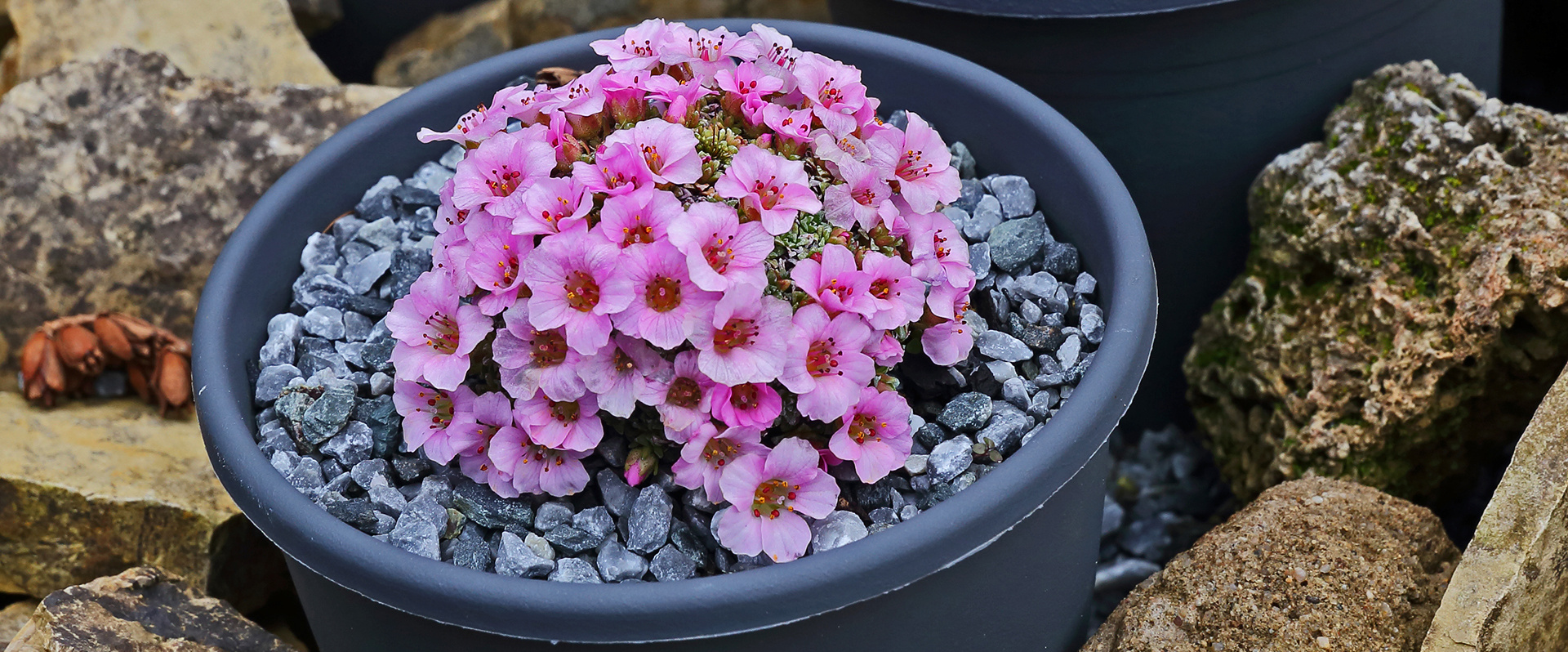 Die Saxifragen sind am 08. März 2020 im Garten aufgenommen...