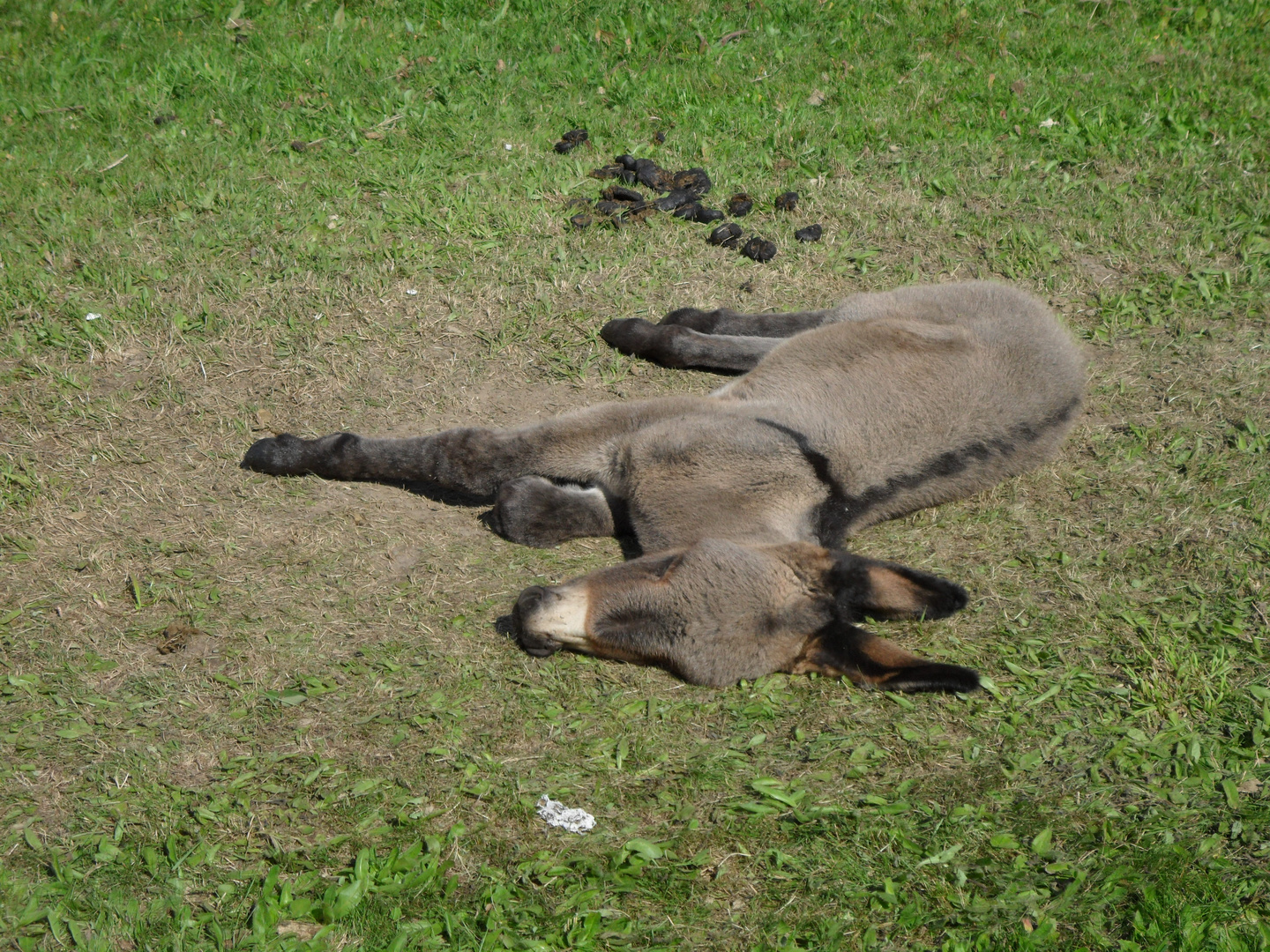 Die Sch.... hat ihn weggebeamt (2012.07)