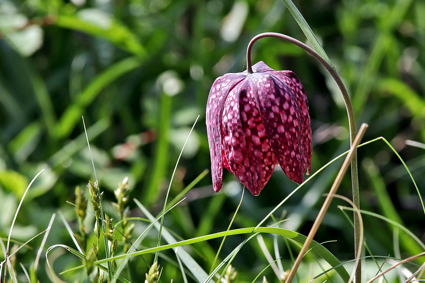 Die Schachblume ......