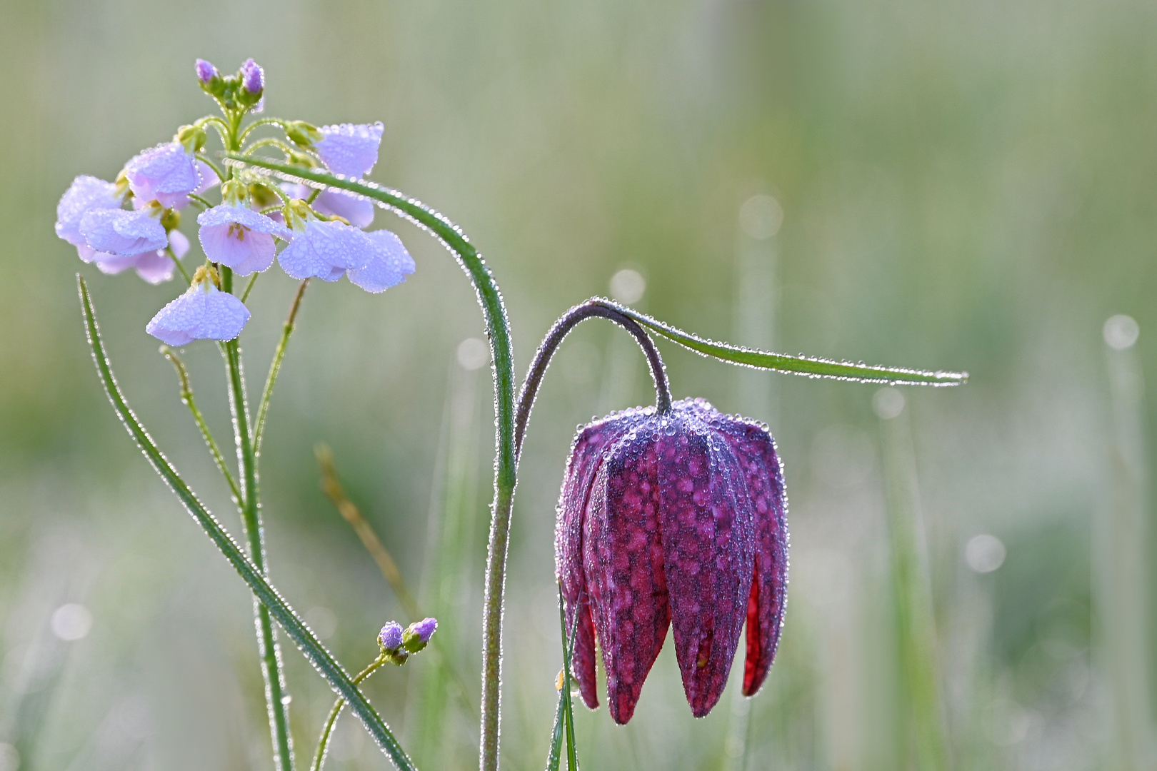 die Schachblume...