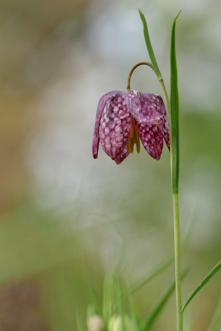 Die Schachblume