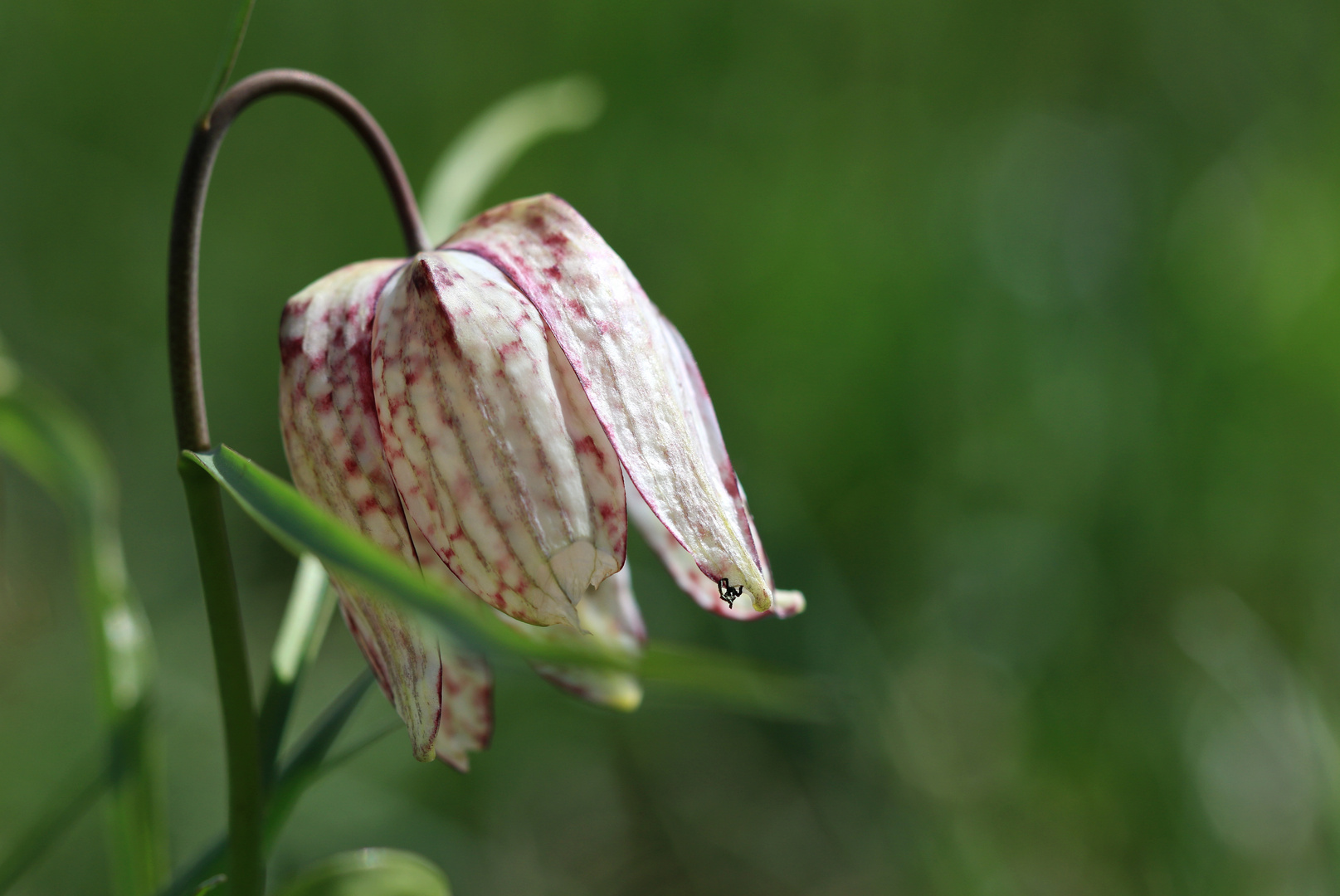 Die Schachblume