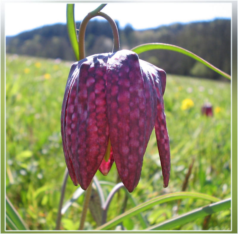 Die Schachblume in Sinntal