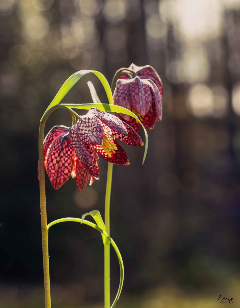 Die Schachbrettblume