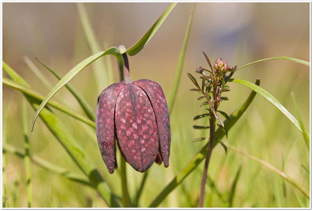 Die Schachbrettblume