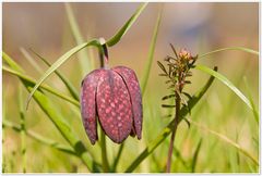 Die Schachbrettblume