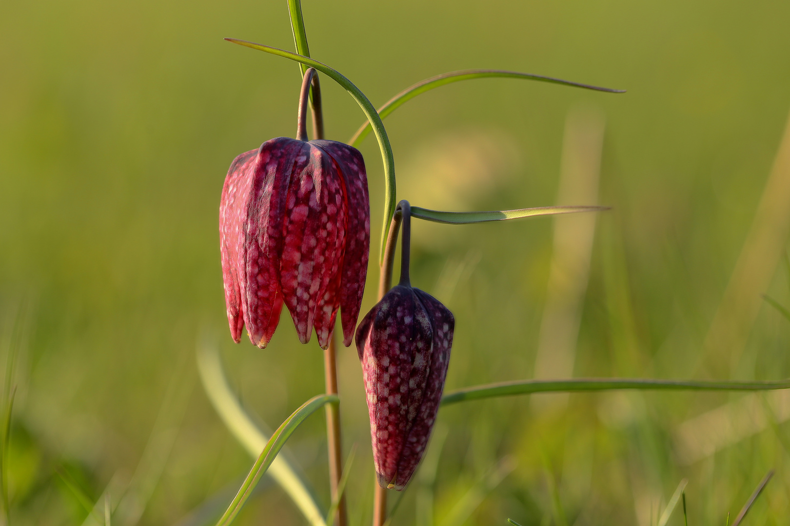 Die Schachbrettblume (3) Foto &amp; Bild pflanzen, pilze