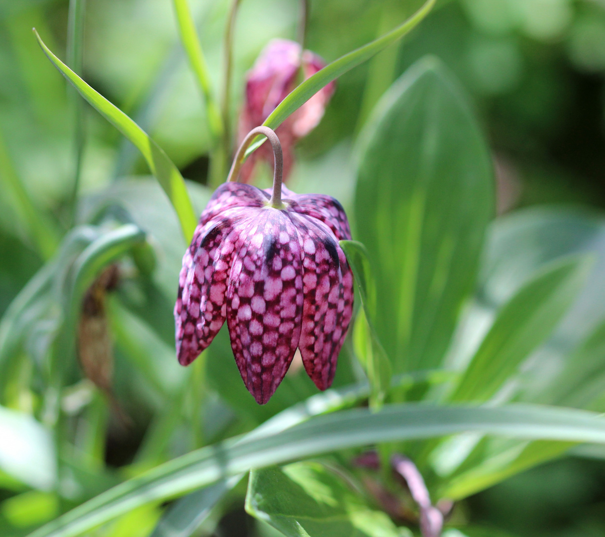 Die Schachbrettblume