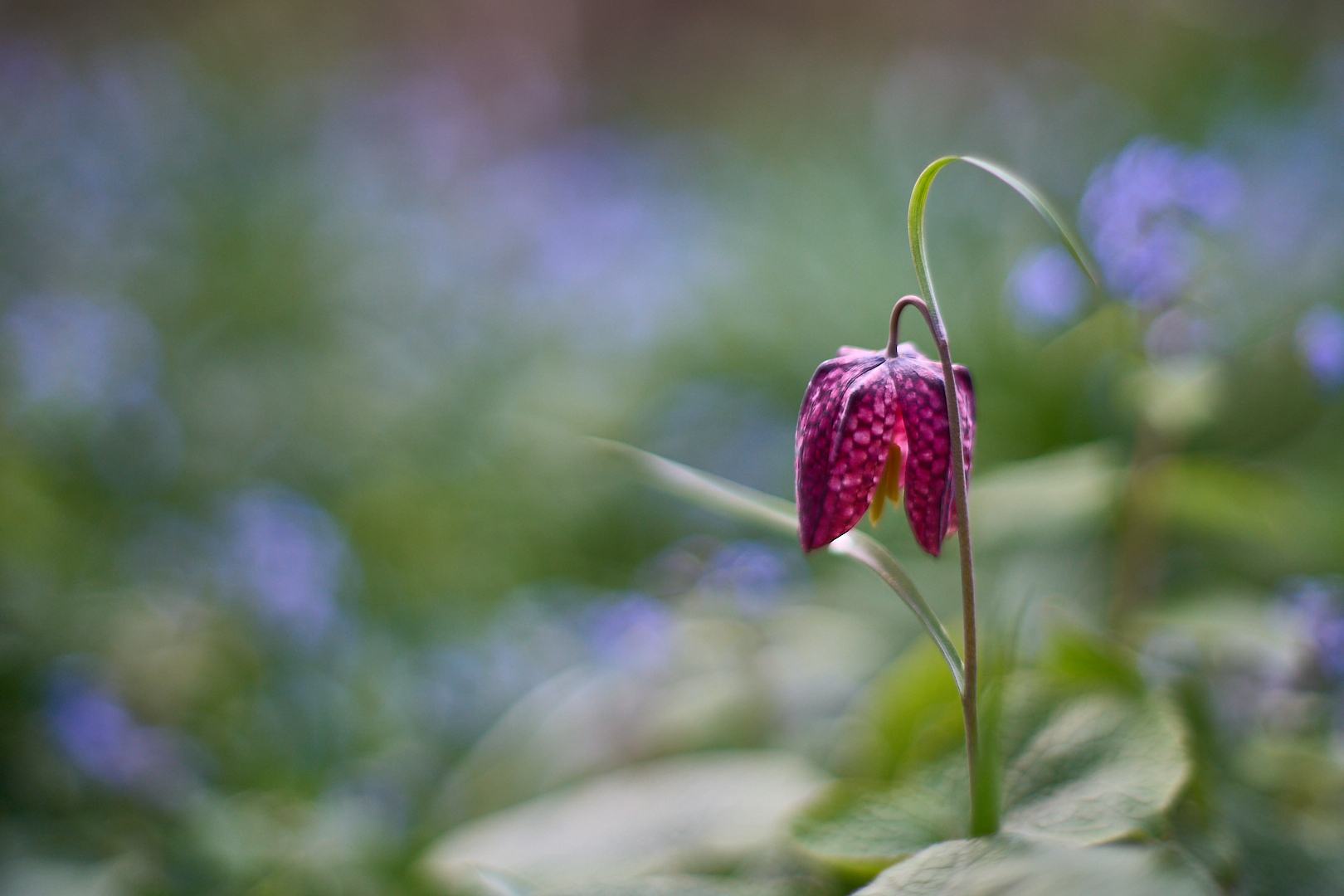 Die Schachbrettblume