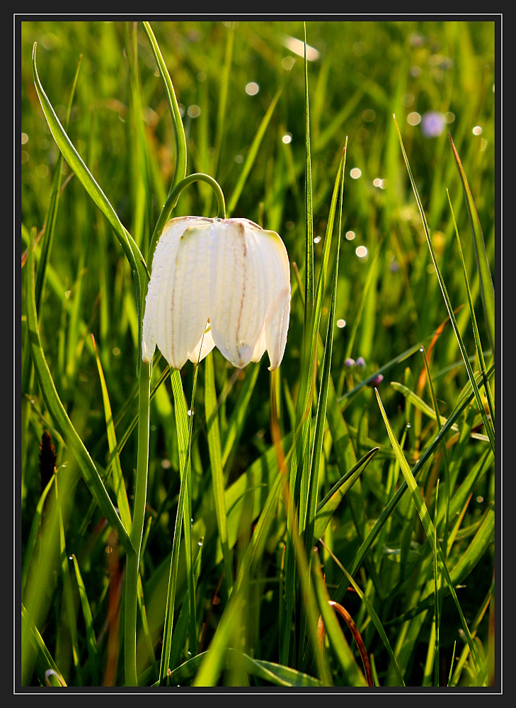 Die Schachbrettblume.....