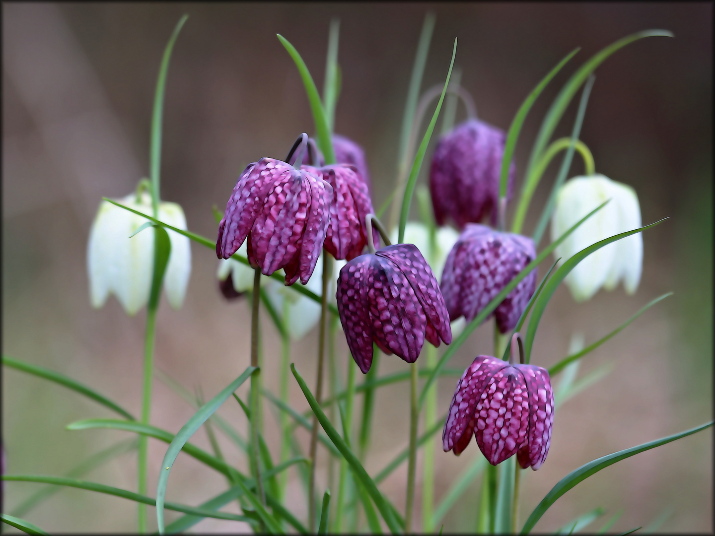 die Schachbrettblume beschattet