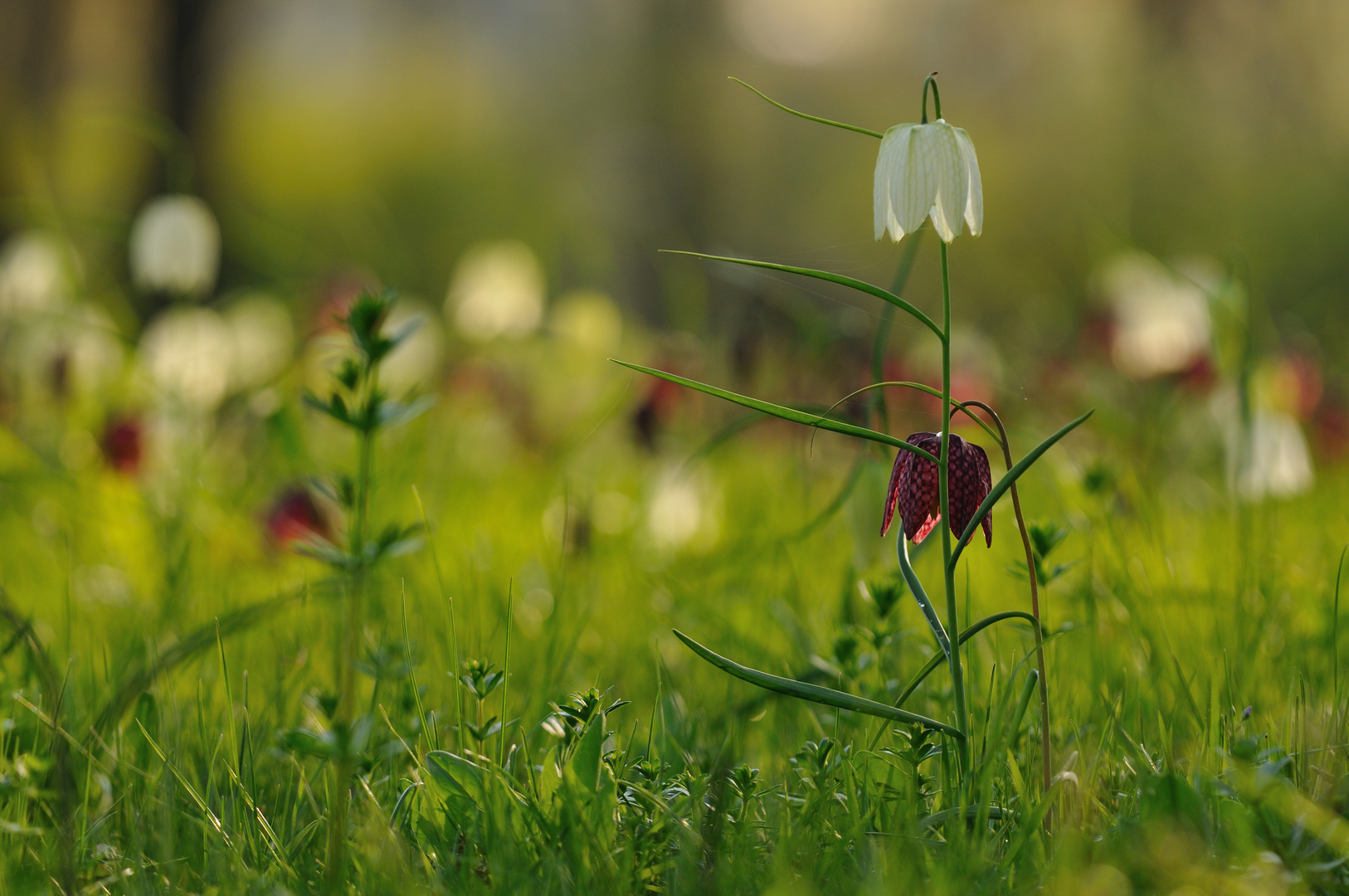 Die Schachbrettblume...