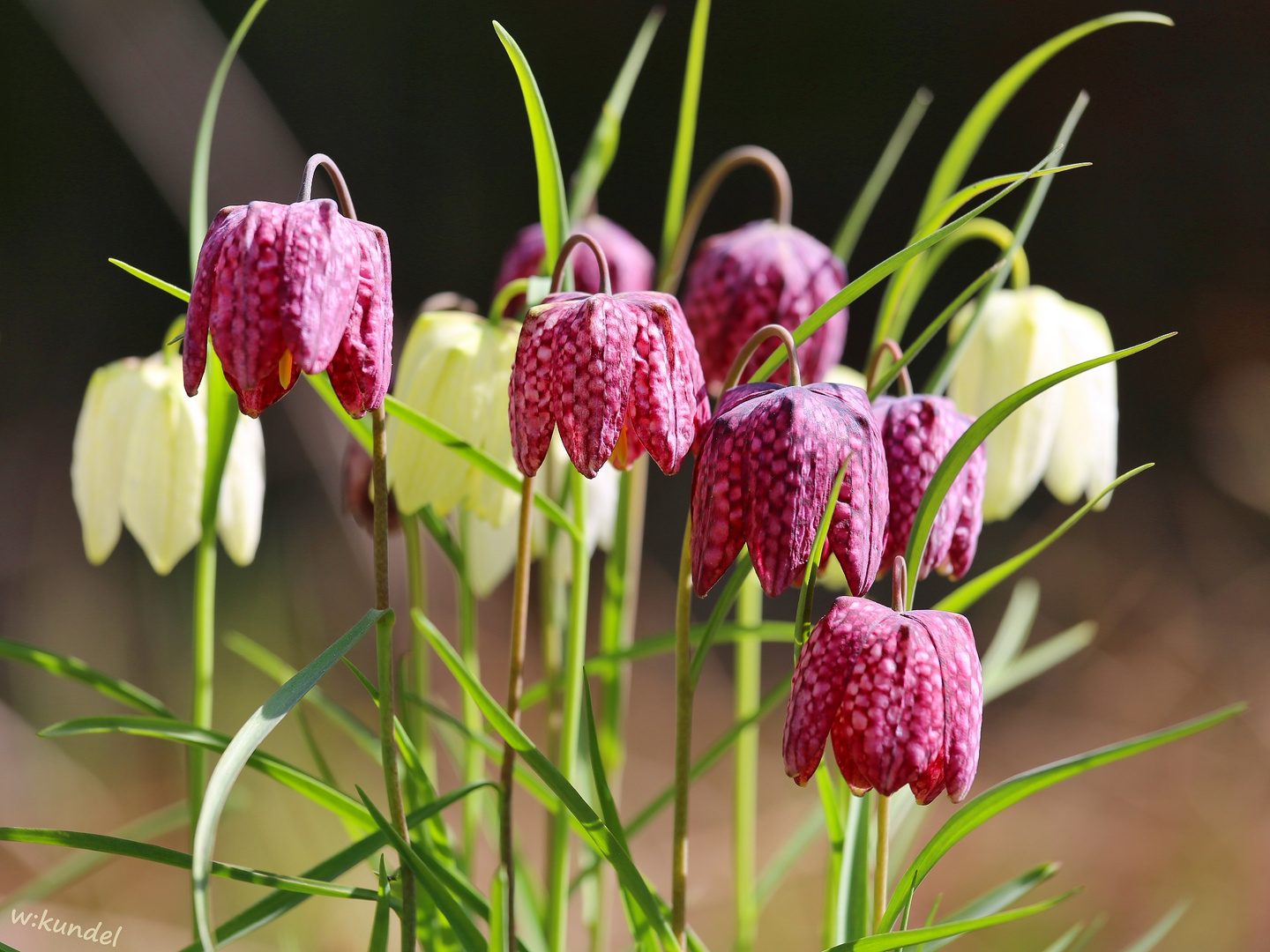 die Schachbrettblume (Fritillaria meleagris) Foto &amp; Bild