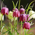 die Schachbrettblume (Fritillaria meleagris)