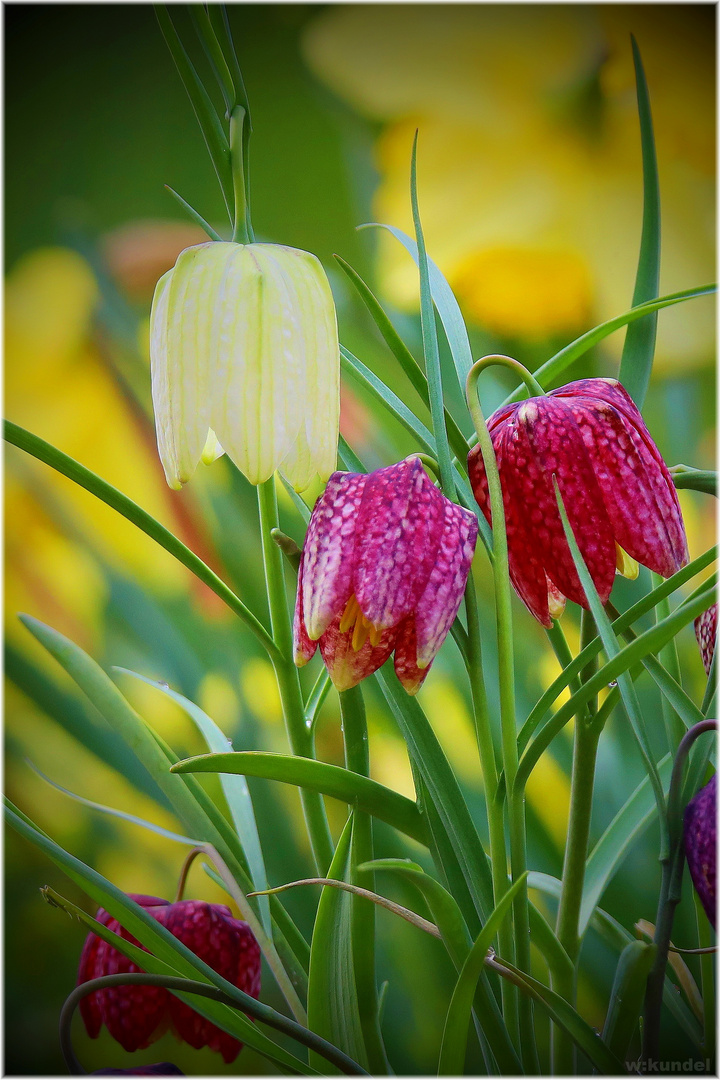 die Schachbrettblume (Fritillaria meleagris)