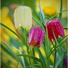 die Schachbrettblume (Fritillaria meleagris)