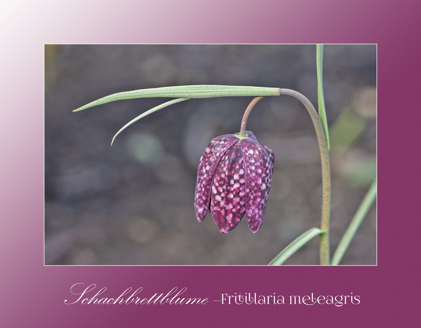 Die Schachbrettblume (Fritillaria meleagris) ist . . .