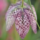 Die Schachbrettblume (Fritillaria melearis)