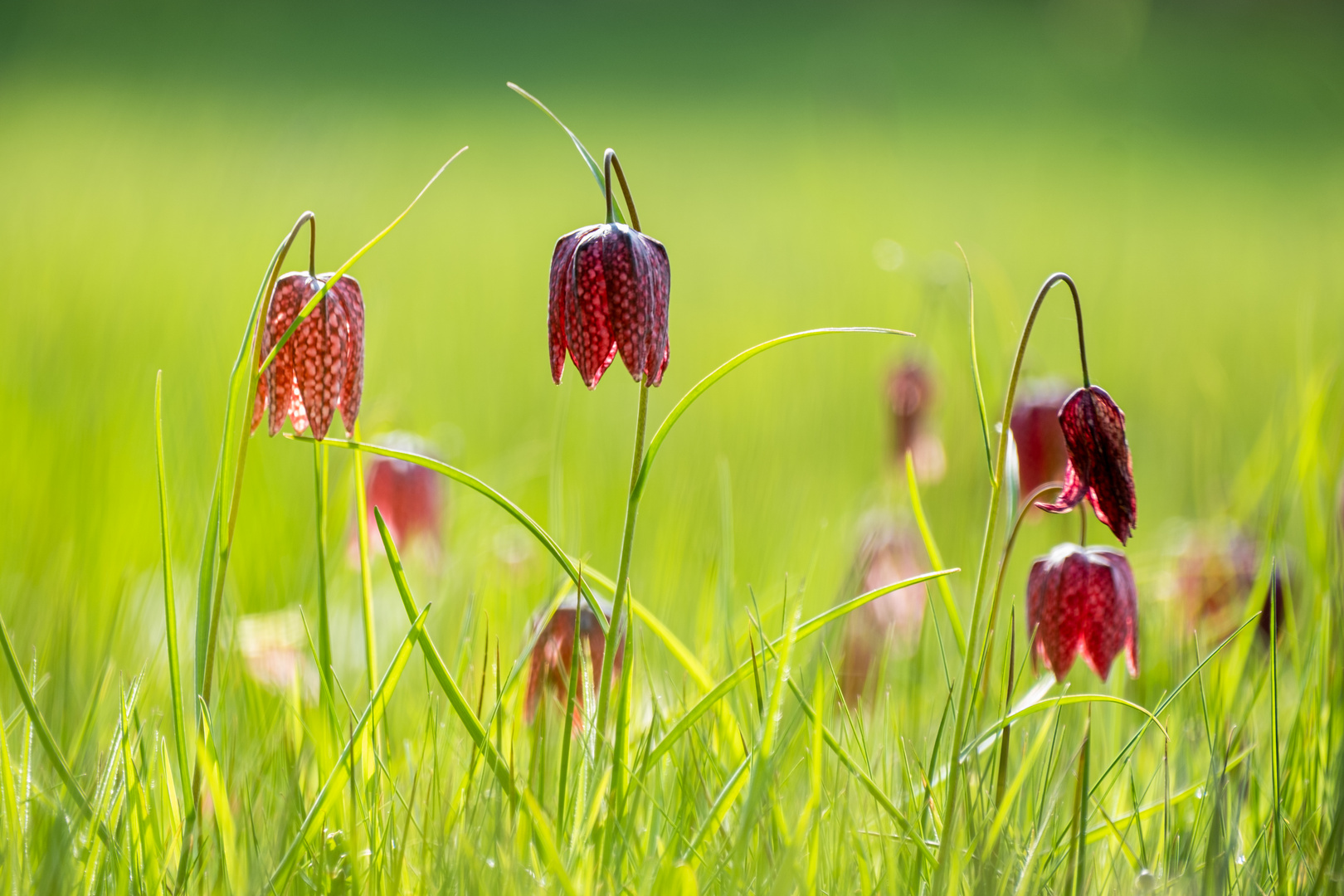 Die Schachbrettblumen ...