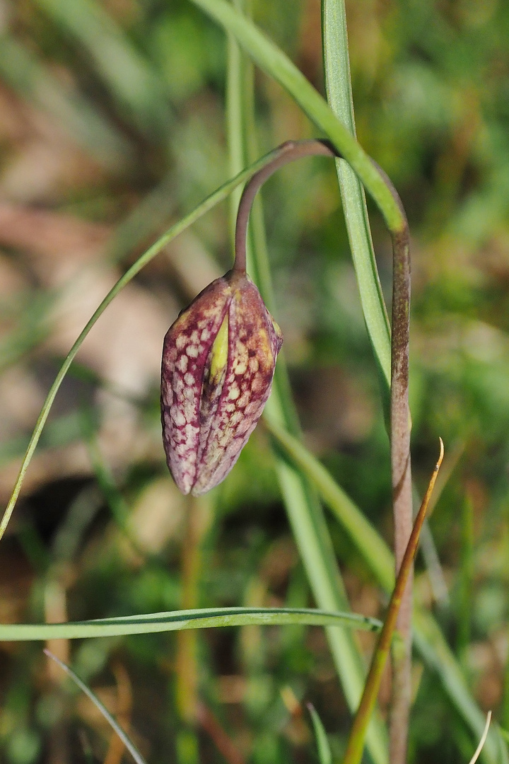 Die Schachbrettblumen fangen an zu blühen