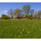 Die Schachbrettblumenwiese