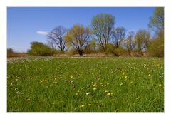 Die Schachbrettblumenwiese